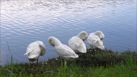 Four ducks taking sunbathe by the lake 動画素材 158362329
