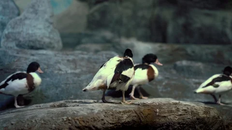 Four ducks walk on a rocky surface Stock Footage 127773253