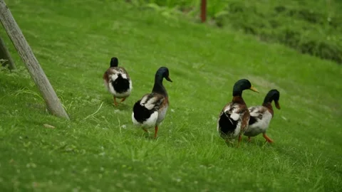 Four ducks walking down the slope Video stock 332855614