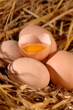 Four eggs lying on straw Stock Photos