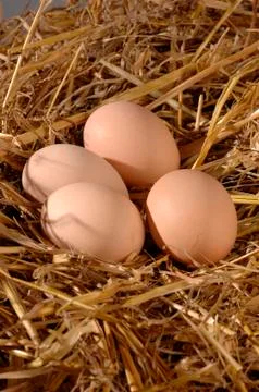 Four eggs lying on straw Stock Photos