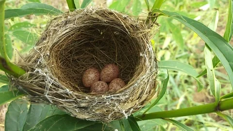 Four eggs in the nest Stock Footage 156878790