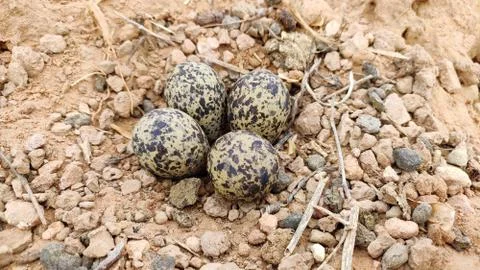 Four eggs of Red-wattled lapwing bird Photos