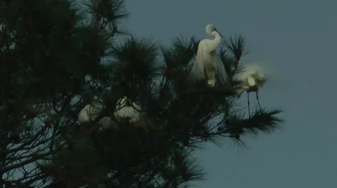 Four egrets near the top of a large pine tree Stock Footage 11115221