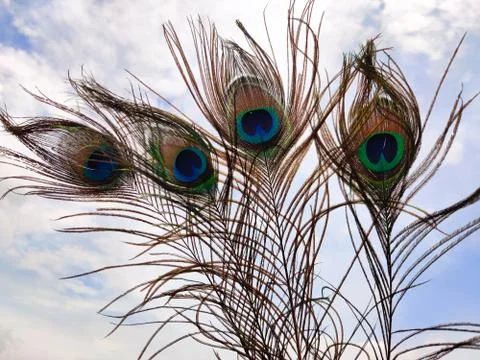 Four elegant peacock feathers in cloud background. Outdoors Stock Photos