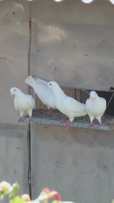 Four elegant white pigeons perched outside their dovecote, vertical shot. Vídeos de archivo 335734736