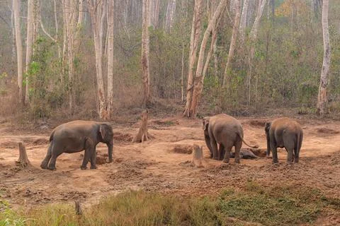 Four elephant in the forest Stock Photos