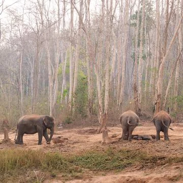 Four elephant in the forest Stock Photos