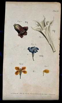 Four examples of single flowers: a deadly nightshade, thorn apple, periwink.. Stock Illustration