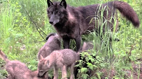 Four excited Timber wolf pups Stock Footage 46448108