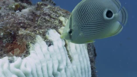 A Four eye Butterfly fish eats the dying bleached coral. Stock Footage 255986797