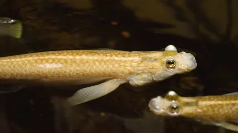 Four eyed fish floating Stock Footage 143217721