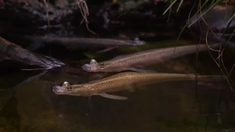 Four eyed fish floating  Stock Footage 266687009