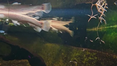 Four eyed fish floating, view from below Stock Footage 264125946