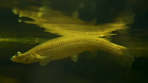 A four eyed fish Stock Footage 236705475