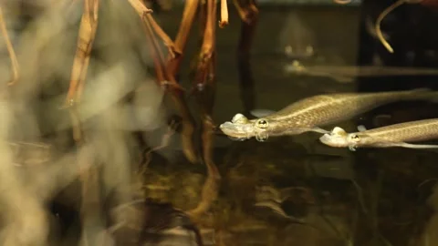 Four eyed fish Stock Footage 258094338