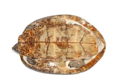 Four-eyed turtle Foto stock