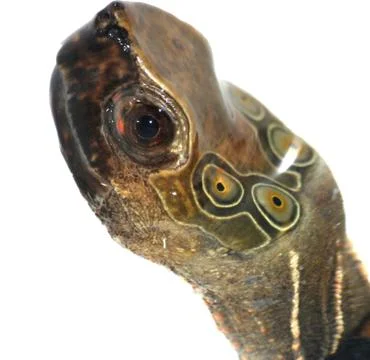Four-eyed turtle Foto stock
