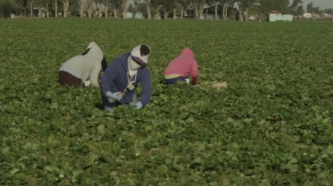 Four Field Workers Picking Strawberries Stock Footage 52080869