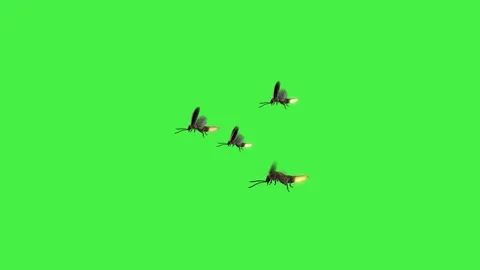 Four Firefly Flying Green Screen 库存影片 242273952