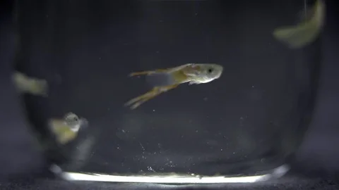 Four Fish Guppies in a Glass Float around and Bump their Noses at the Glass Видео 72325532