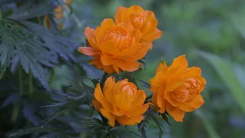 Four flowers globe-flover Video stock 76459578