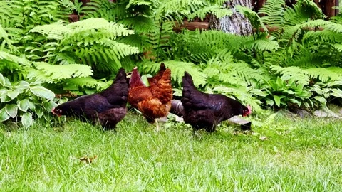 Four free range chickens forage on the green grass near ferns. Stock Footage 251905240