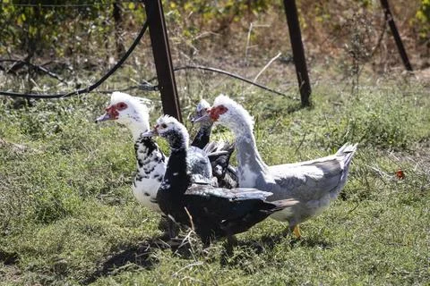 Four Free-Range Ducks Walking in the Countryside Stock Photos