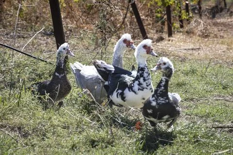 Four Free-Range Ducks Walking in the Countryside Stock Photos