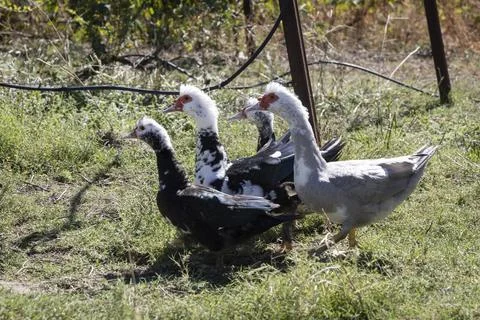 Four Free-Range Ducks Walking in the Countryside Stock Photos