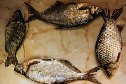 Four fresh raw fish in the form of a frame Stock Photos