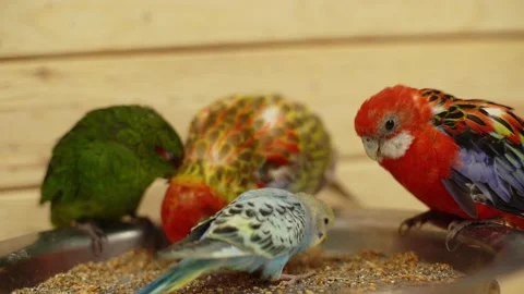 Four friendly wavy parrots eating bird food in one big plate Stock Footage 157321595