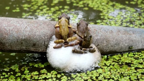 Four Frogs are mating and laying egg in chunk of foam on metal pipe above water Stock Footage 132936504