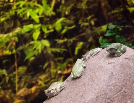 Four frogs on the rock Stock Photos