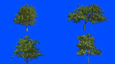 Four fruit trees. Orange, cherry, apple and lemon. Stock Footage 89360225
