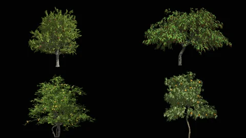 Four fruit trees. Orange, cherry, apple and lemon. Stock-Footage 89361722