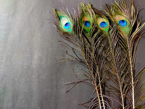 Four full sized elegant peacock feathers isolated on black background. Copy s Stock Photos