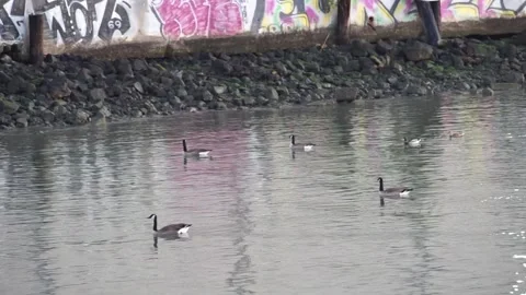 Four geese and two ducks swimming together beside graffitied river bank Stock Footage 233902686