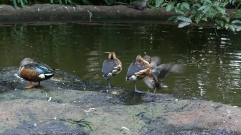 Four geese by the waterside Stock Footage 196159857