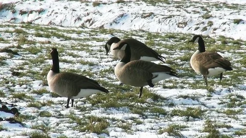 Four geeze in the snow. Stock Footage 97209237
