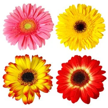 Four gerberas Stock Photos