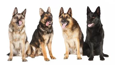 Four German Shepherds Stock Photos