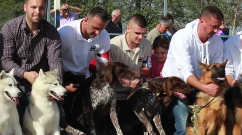 Four German Shorthaired Pointer on podium for winner at dog show. Tilt down. Stock Footage 45580214