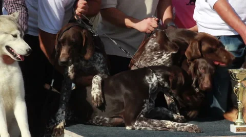 Four German Shorthaired Pointer on podium for winner at international dog show. Stock Footage 45582032