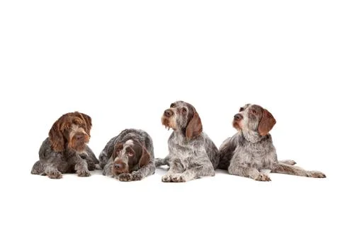 Four German Wirehaired Pointer dogs Foto stock