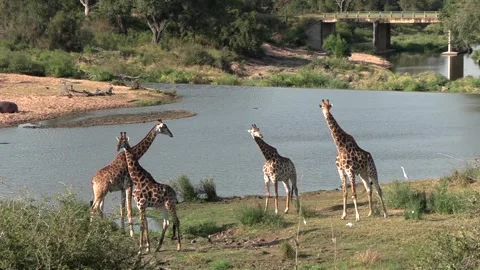 Four giraffe standing next to a large waterhole in a seasonal river inside the Stock Footage 337946163