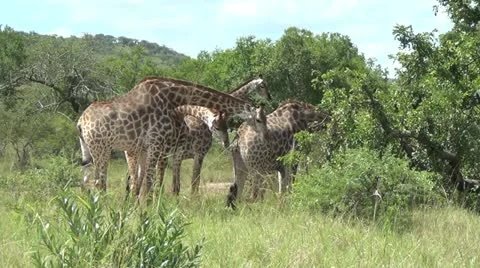 Four giraffe standing together. Stock Footage 11458390