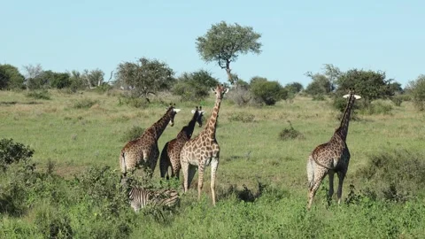 Four giraffes and one zebra stand in sunny savanna grass in S Africa Stock Footage 341462034