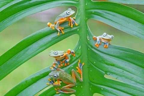 Four Gliding tree frogs (Rhacophorus reinwardtii) sitting on a leaf, Indonesia Stock Photos