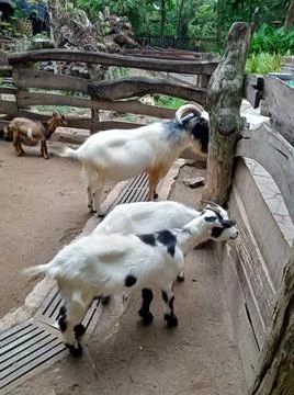 Four goat in the cage Stock Photos